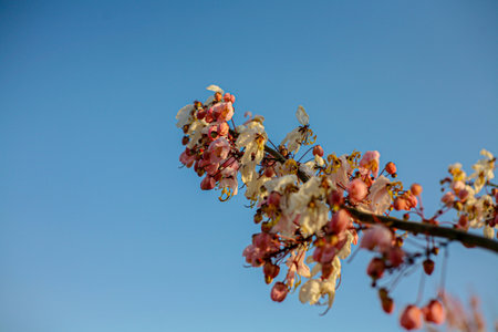 Close-up of Cassia bakeriana blossoms, beautiful summer flowers.