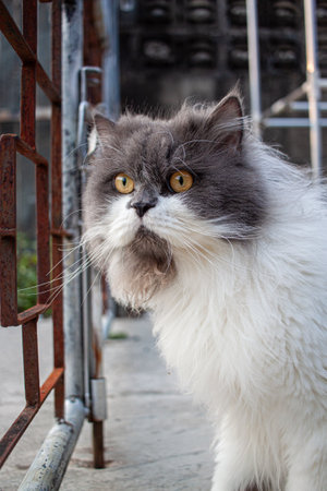 Perched cat on concrete floorの写真素材