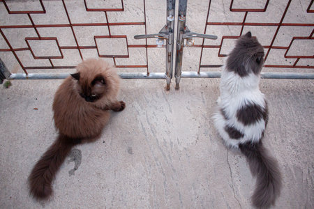 Two cats sitting on concrete floor, one brown and one white with black spots.