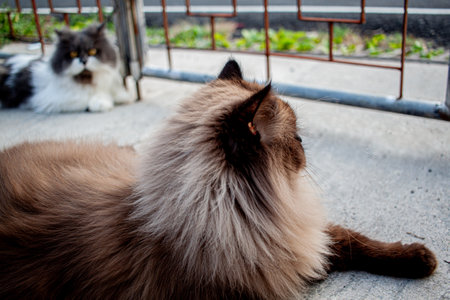 Cat on concrete floor