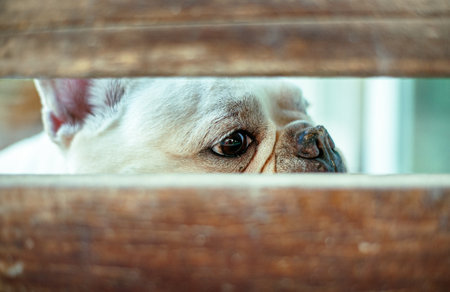 Cute Chubby French Bulldog Close-Up Looking Forwardの写真素材