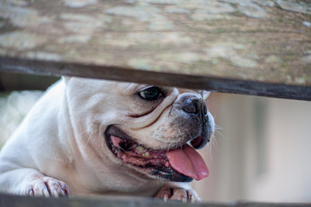 Cute Chubby Bulldog Close-Up Looking Forwardの写真素材