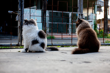 Perched cat on concrete floor , emotion alone catの写真素材