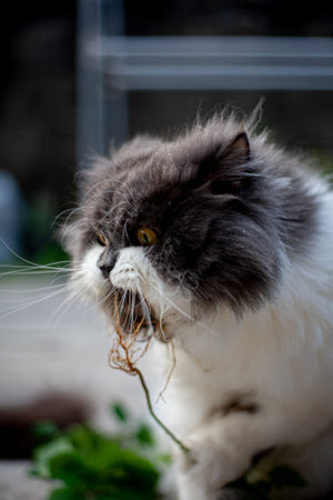 Persian cat eating favorite cat grass herbal treat on concrete floorの写真素材