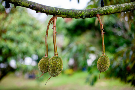 Durian fruit on the tree in the orchard, Thailand.の写真素材