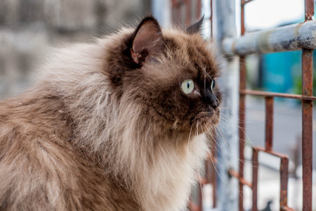 Persian cat sitting and looking straight.の写真素材
