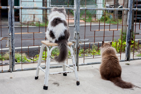 Persian cat sitting on  chair floor and look straight alone motion.の写真素材