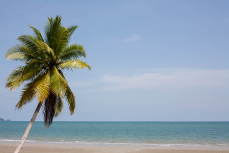 Beach with coconut trees, sky and clear sea on a relaxing day. Suitable as a background for travel.の写真素材
