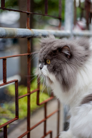Persian cat fating favorite cat grass herbal treat on concrete floorの写真素材