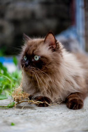 Persian cat fating favorite cat grass herbal treat on concrete floorの写真素材