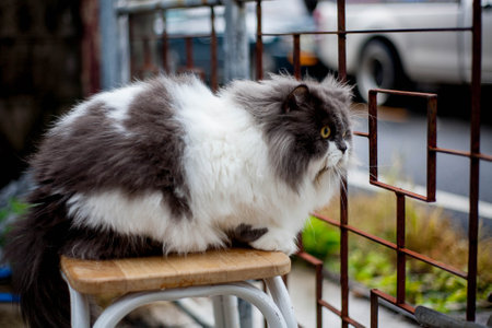 Persian cat fating favorite cat grass herbal treat on concrete floorの写真素材
