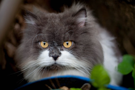 Persian cat eating favorite cat grass herbal treat on concrete floorの写真素材
