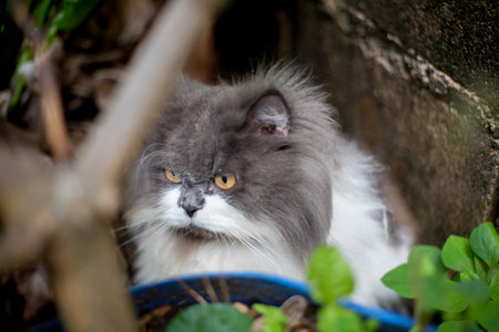 Persian cat fating favorite cat grass herbal treat on concrete floorの写真素材