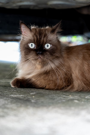 Perched cat on concrete floor