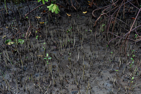 mangrove tree roots that grow above sea water. Mangroves function as plants that are able to...