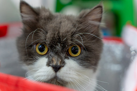 Persian Cat After Haircut Sitting Adorably in a Red Box, Freshly Groomed Persian Cat Sitting in a Red Box.の写真素材