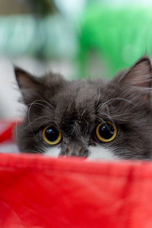 Persian Cat After Haircut Sitting Adorably in a Red Box, Freshly Groomed Persian Cat Sitting in a...