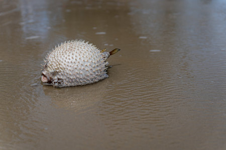 Dead fish on the beach, marine pollution , Environmental pollution. The impact of toxic emissions in...