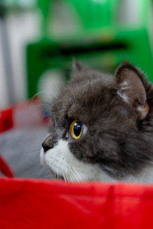 Persian Cat After Haircut Sitting Adorably in a Red Box, Freshly Groomed Persian Cat Sitting in a...