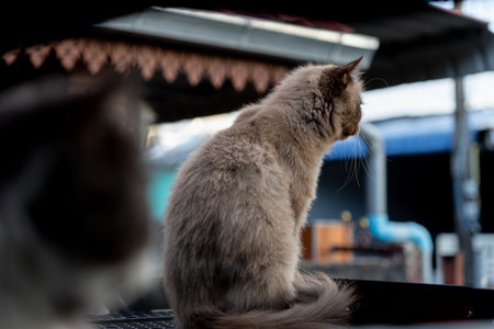 Perched cat on roof rack car, close up cat face