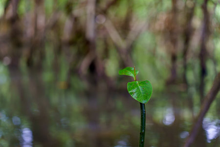 mangrove tree roots that grow above sea water. Mangroves function as plants that are able to withstandの写真素材