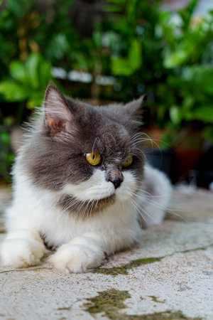 Persian cat eating favorite cat grass herbal treat on concrete floor