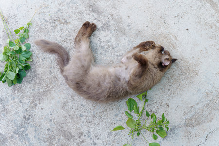 Persian cat fating favorite cat grass herbal treat on concrete floorの写真素材