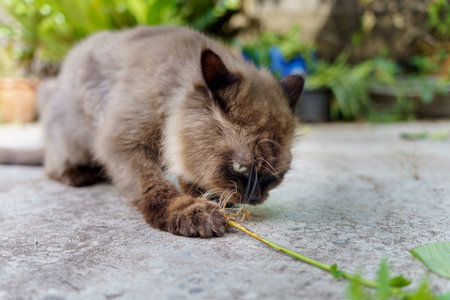 Persian cat eating favorite cat grass herbal treat on concrete floorの写真素材