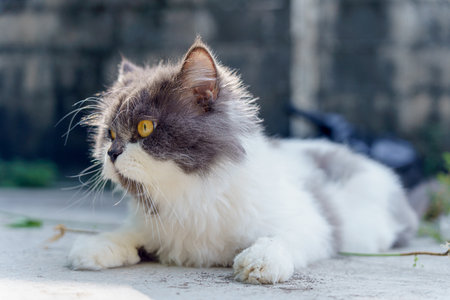 Persian cat eating favorite cat grass herbal treat on concrete floor