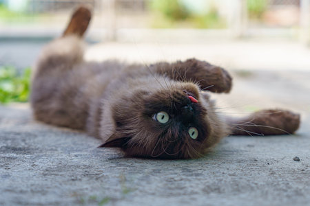 Persian cat fating favorite cat grass herbal treat on concrete floor