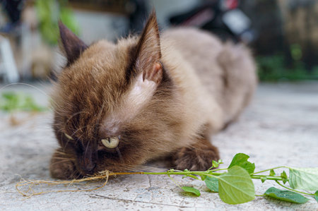Persian cat eating favorite cat grass herbal treat on concrete floorの写真素材