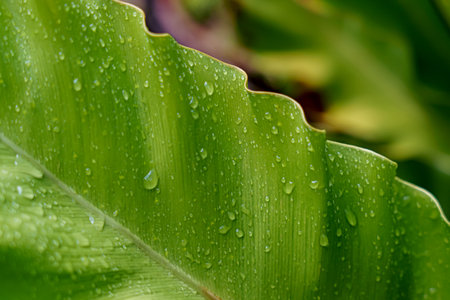 green leaf with water droplets natural background green background