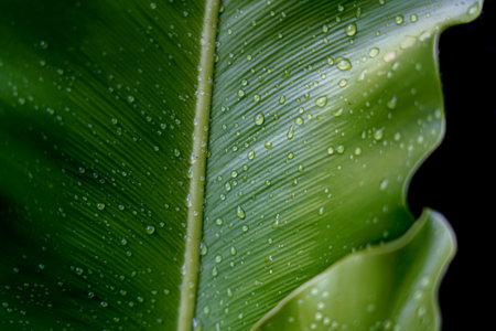 green leaf with water droplets natural background green background