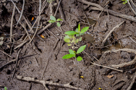 mangrove tree roots that grow above sea water. Mangroves function as plants that are able to withstand sea waterの写真素材