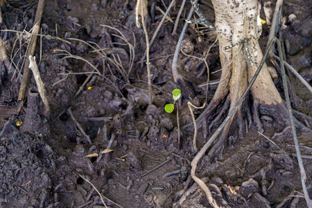 mangrove tree roots that grow above sea water. Mangroves function as plants that are able to withstand sea waterの写真素材