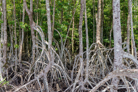 mangrove tree roots that grow above sea water. Mangroves function as plants that are able to...