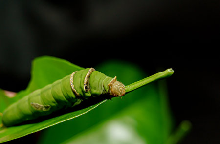 green caterpillar with old leaf on black background