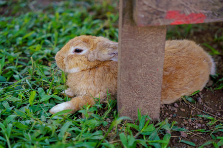 cute domestic rabbit sitting on the groundの写真素材