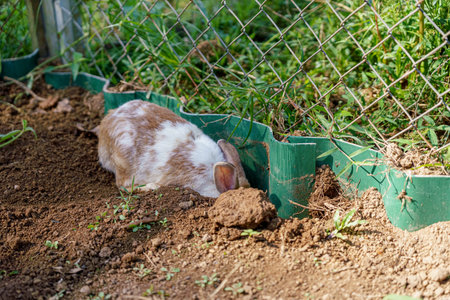 domestic rabbit digging in the soilの写真素材