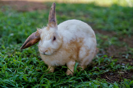 cute domestic rabbit sitting on the groundの写真素材