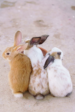 cute domestic rabbits sitting together on the ground for holidayの写真素材