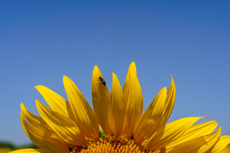 A close up shot of the sunflower, the seeds are clearly visible and the pollen is clearの写真素材