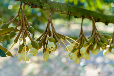 young durian flowers blooming on tree branch in durian orchardの写真素材
