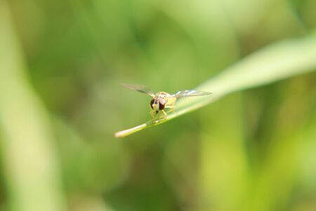 Fly on Grass