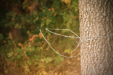 Barbed Wire around Treeの写真素材
