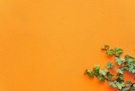 A yellow plastered wall with green ivy sprig