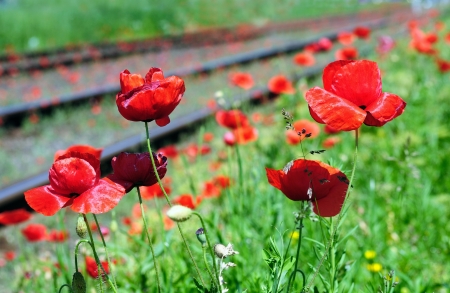 Wild red poppies near railway. "Nature and industry" concept.の写真素材