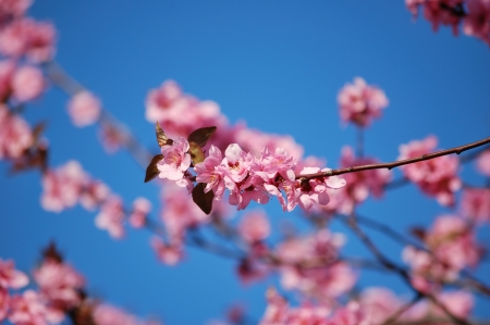 Flowering branches of black plum against a clear blue skyの写真素材