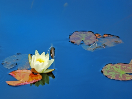 White water-lily on dark waterの写真素材