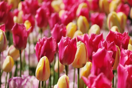 Flower-bed of softly colored red and yellow tulipsの写真素材